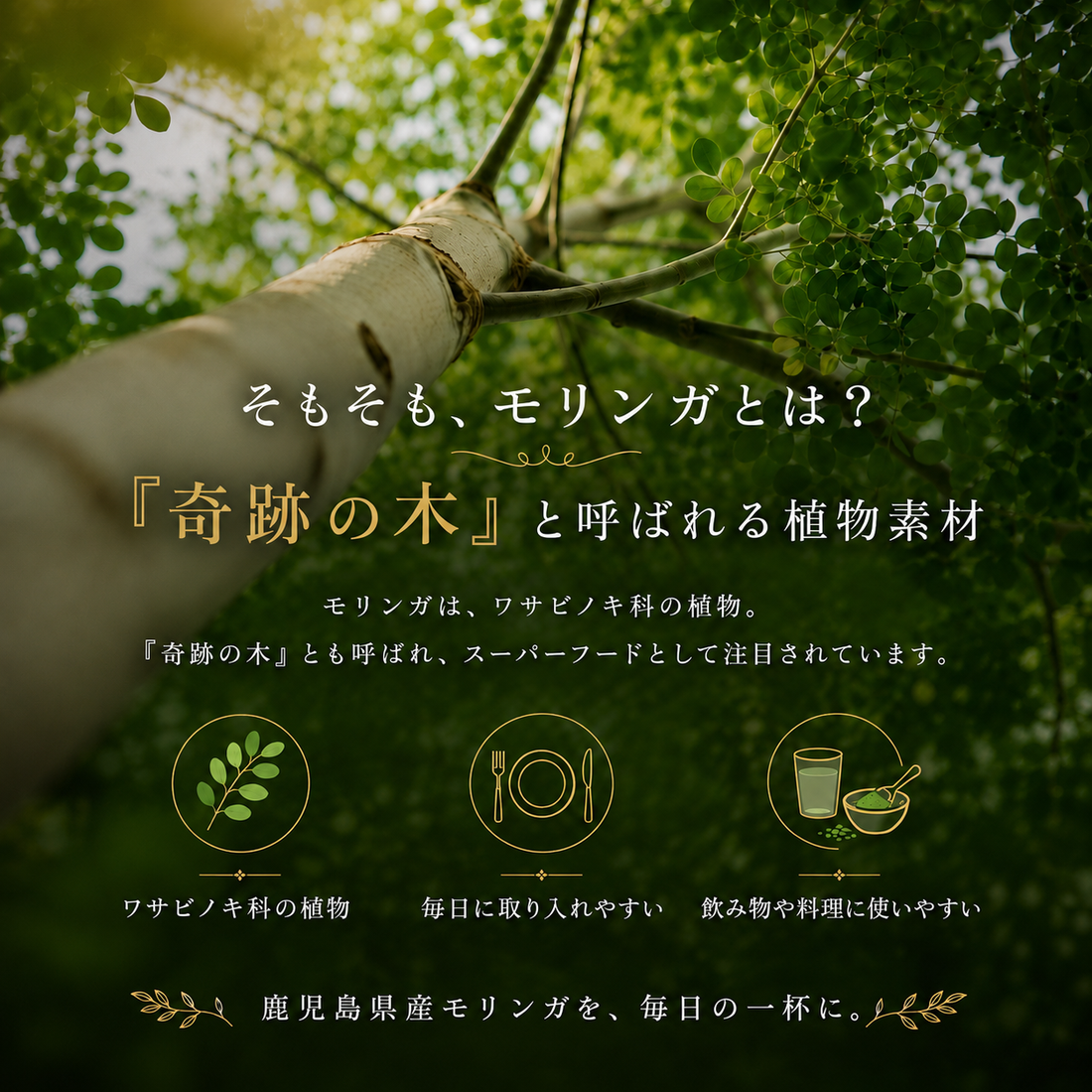鹿児島県産 モリンガパウダー