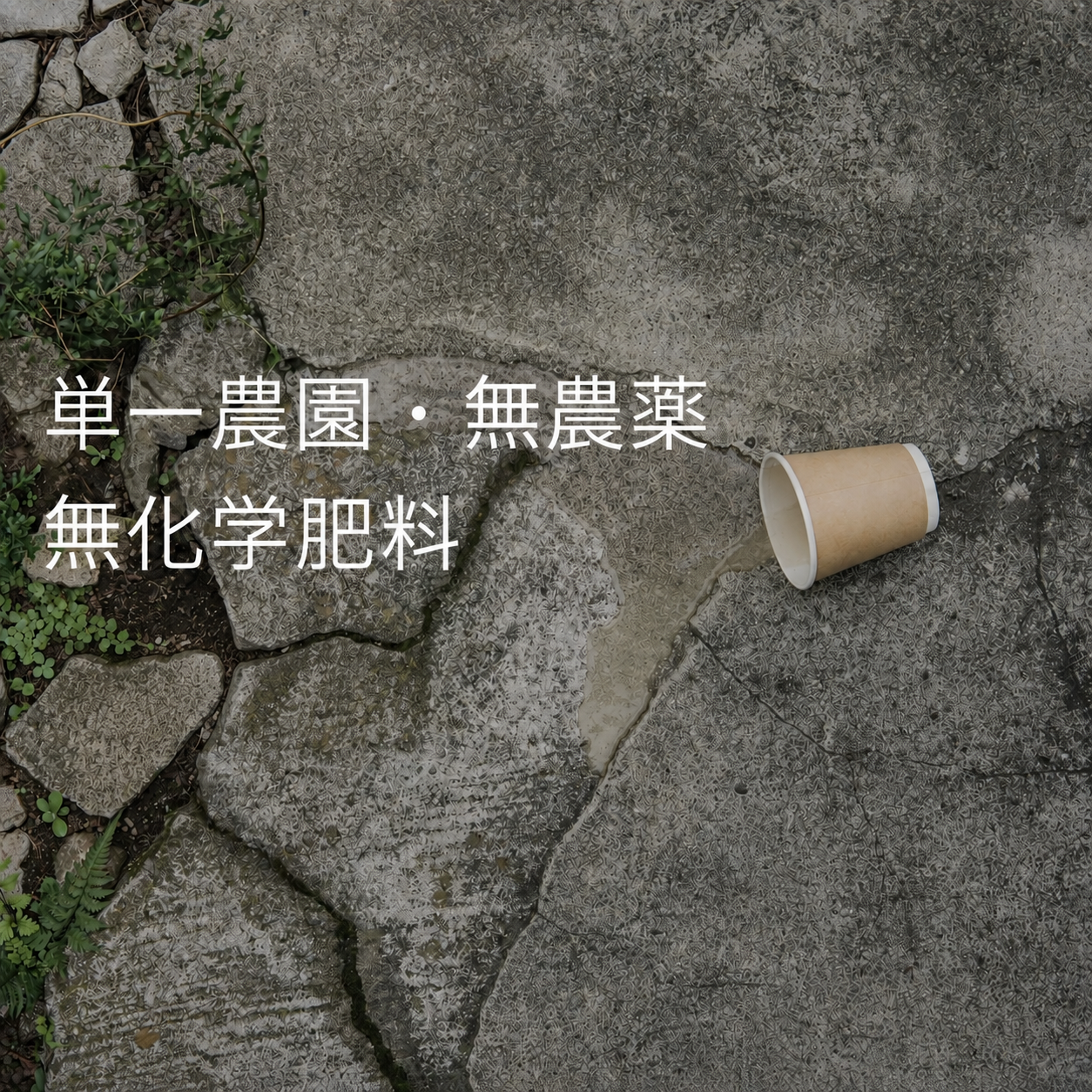 雲南ジャスミン白茶