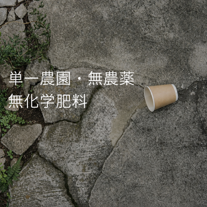 雲南ジャスミン白茶